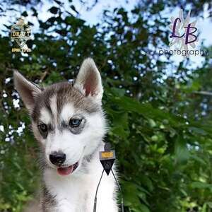 Meet your Posher, Shelby